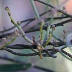 Cassytha (genus) (Dodder) at O'Connor, ACT - 3 Oct 2020 by ConBoekel