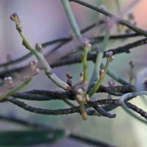 Cassytha sp. at O'Connor, ACT - 3 Oct 2020