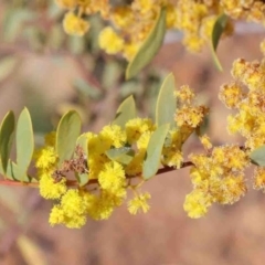 Acacia buxifolia subsp. buxifolia (Box-leaf Wattle) at O'Connor, ACT - 2 Oct 2020 by ConBoekel