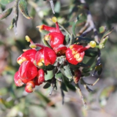 Grevillea alpina (Mountain Grevillea / Cat's Claws Grevillea) at Dryandra St Woodland - 2 Oct 2020 by ConBoekel