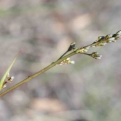 Dianella revoluta var. revoluta (Black-Anther Flax Lily) at O'Connor, ACT - 3 Oct 2020 by ConBoekel