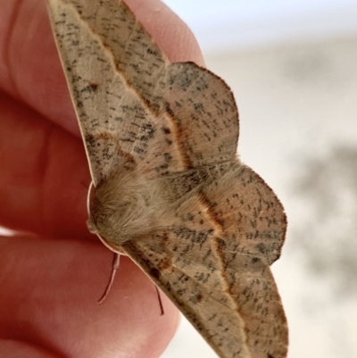 Antictenia punctunculus (A geometer moth) at Black Range, NSW - 6 Oct 2020 by StephH