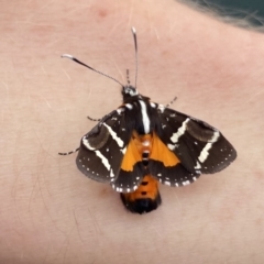 Hecatesia fenestrata (Common Whistling Moth) at Black Mountain - 6 Oct 2020 by leith7