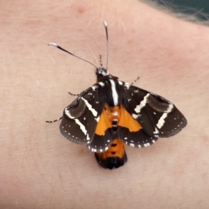 Hecatesia fenestrata at Acton, ACT - 6 Oct 2020