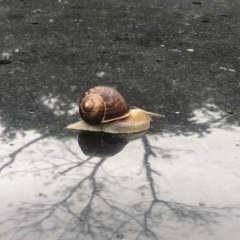 Unidentified Slug / Snail (TBC) at Berry, NSW - 7 Oct 2020 by Username279