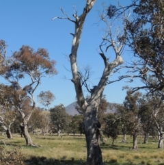 Eucalyptus sp. (dead tree) (Dead Hollow-bearing Eucalypt) at Lanyon - northern section A.C.T. - 26 Aug 2020 by michaelb