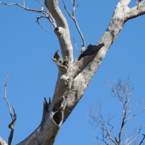 Eucalyptus sp. (dead tree) at Gordon, ACT - 26 Aug 2020