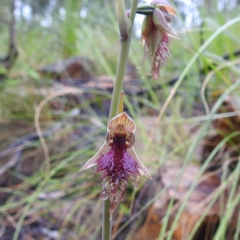 Calochilus platychilus (Purple Beard Orchid) at Acton, ACT - 6 Oct 2020 by HelenCross