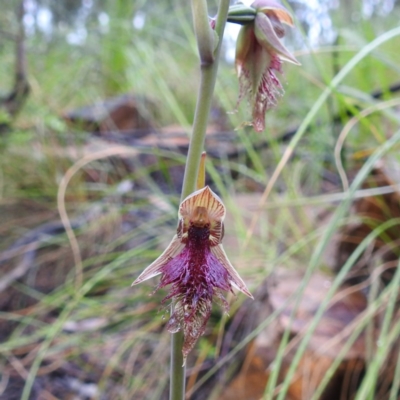 Calochilus platychilus (Purple Beard Orchid) at Acton, ACT - 7 Oct 2020 by HelenCross