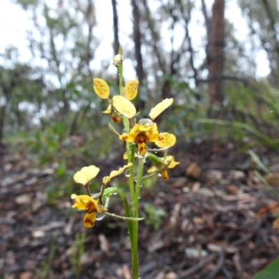 Diuris nigromontana (Black Mountain Leopard Orchid) at Acton, ACT - 6 Oct 2020 by HelenCross