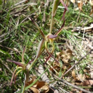 Lyperanthus suaveolens at Mittagong, NSW - 1 Oct 2020