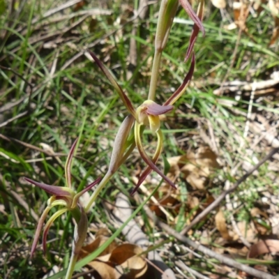 Lyperanthus suaveolens (Brown Beaks) at Mittagong - 1 Oct 2020 by Curiosity