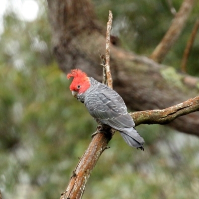 Callocephalon fimbriatum (Gang-gang Cockatoo) at Penrose State Forest - 6 Oct 2020 by Snowflake