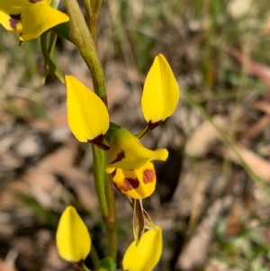 Diuris sulphurea at Bundanoon - suppressed