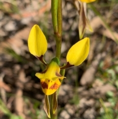 Diuris sulphurea at Bundanoon - suppressed