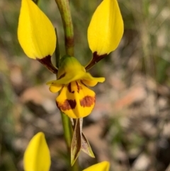 Diuris sulphurea at Bundanoon - suppressed