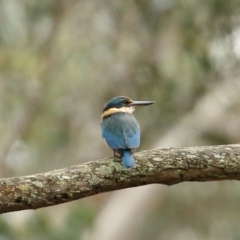 Todiramphus sanctus (Sacred Kingfisher) at Bundanoon, NSW - 6 Oct 2020 by Snowflake