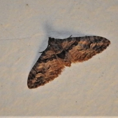 Phrissogonus laticostata (Apple looper moth) at Wanniassa, ACT - 4 Oct 2020 by JohnBundock