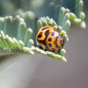 Peltoschema oceanica at Stromlo, ACT - 29 Sep 2020 12:06 PM