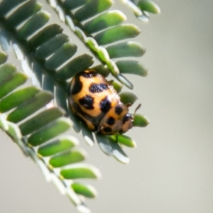 Peltoschema oceanica at Stromlo, ACT - 29 Sep 2020 12:06 PM