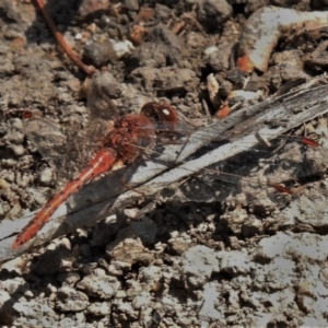 Diplacodes bipunctata at Paddys River, ACT - 4 Oct 2020