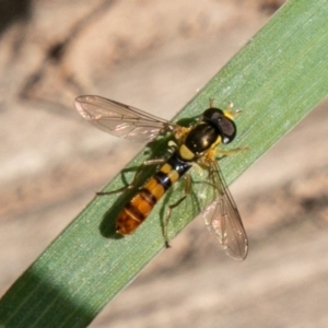 Sphaerophoria macrogaster at Molonglo River Reserve - 29 Sep 2020