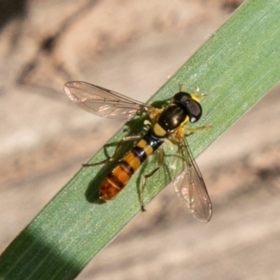 Sphaerophoria macrogaster (Hover Fly) at Molonglo River Reserve - 29 Sep 2020 by SWishart