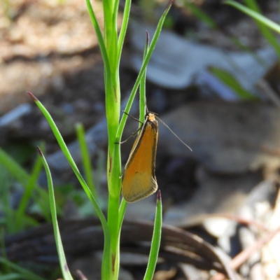 Philobota undescribed species near arabella (A concealer moth) at Farrer Ridge - 3 Oct 2020 by MatthewFrawley