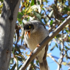 Manorina melanocephala (Noisy Miner) at Farrer, ACT - 4 Oct 2020 by MatthewFrawley