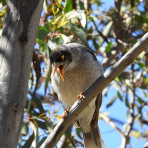 Manorina melanocephala at Farrer, ACT - 4 Oct 2020