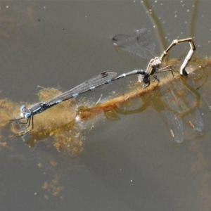 Austrolestes leda at Paddys River, ACT - 4 Oct 2020 01:04 PM