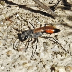 Podalonia tydei (Caterpillar-hunter wasp) at Jedbinbilla - 4 Oct 2020 by JohnBundock