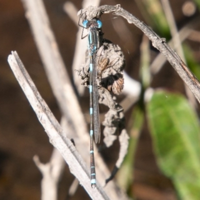 Austrolestes leda (Wandering Ringtail) at Lower Molonglo - 29 Sep 2020 by SWishart