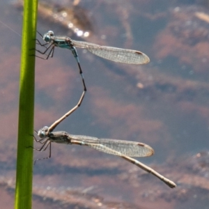 Austrolestes leda at Stromlo, ACT - 29 Sep 2020