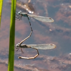 Austrolestes leda at Stromlo, ACT - 29 Sep 2020 12:28 PM