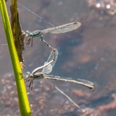 Austrolestes leda at Stromlo, ACT - 29 Sep 2020 12:28 PM