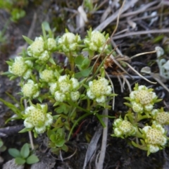 Siloxerus multiflorus (Small Wrinklewort) at Rugosa - 4 Oct 2020 by SenexRugosus