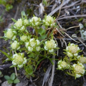 Siloxerus multiflorus at Yass River, NSW - suppressed