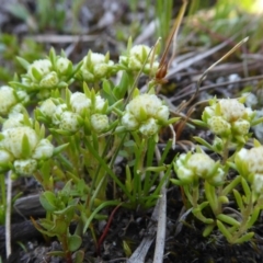 Siloxerus multiflorus at Yass River, NSW - suppressed