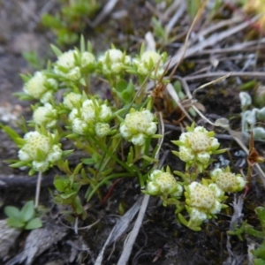 Siloxerus multiflorus at Yass River, NSW - suppressed