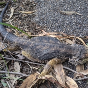 Pogona barbata at Acton, ACT - 29 Sep 2020