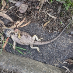 Pogona barbata at Acton, ACT - suppressed