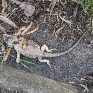 Pogona barbata at Acton, ACT - suppressed