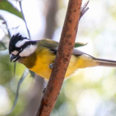 Falcunculus frontatus (Eastern Shrike-tit) at Tidbinbilla Nature Reserve - 2 Oct 2020 by SWishart