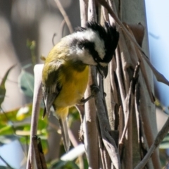 Falcunculus frontatus at Paddys River, ACT - 2 Oct 2020