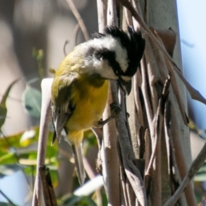 Falcunculus frontatus at Paddys River, ACT - 2 Oct 2020