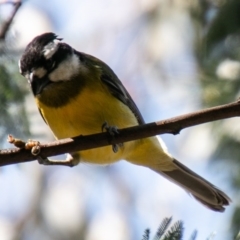 Falcunculus frontatus at Paddys River, ACT - 2 Oct 2020