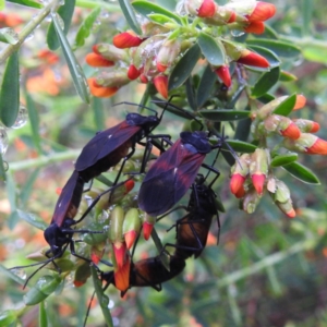 Oncopeltus (Oncopeltus) sordidus at Acton, ACT - 7 Oct 2020