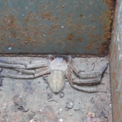 Delena cancerides (Social huntsman spider) at Cotter Reserve - 3 Oct 2020 by JohnBundock