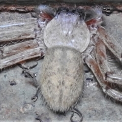 Delena cancerides at Coree, ACT - 3 Oct 2020 02:25 PM